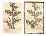 Achillea millefolium. Left: Hortus Sanitatis Straßburg 1497 (I, 295). Right: Kleines Destillierbuch (Blatt 54r)