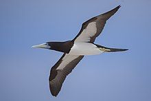 brown bird with large blue bill and white undersides flying