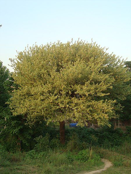 File:Acacia modesta.JPG