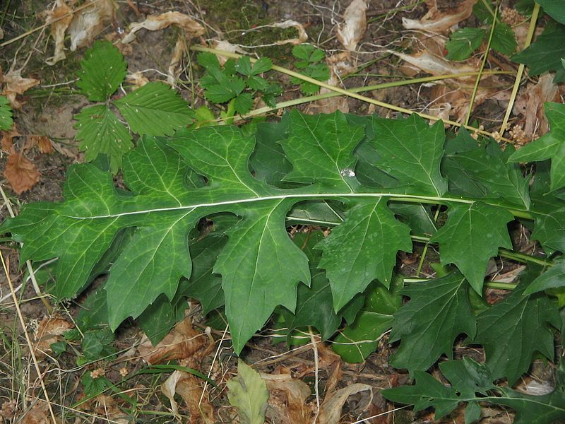 File:Acanthus balcanicus leaf.jpg