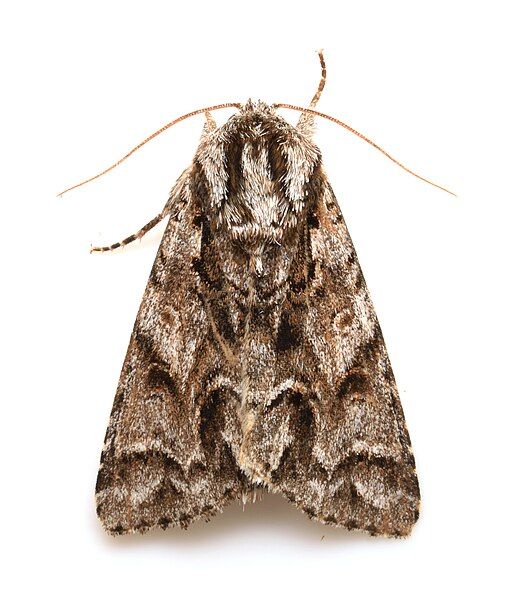 File:Acronicta digna 114014416.jpg