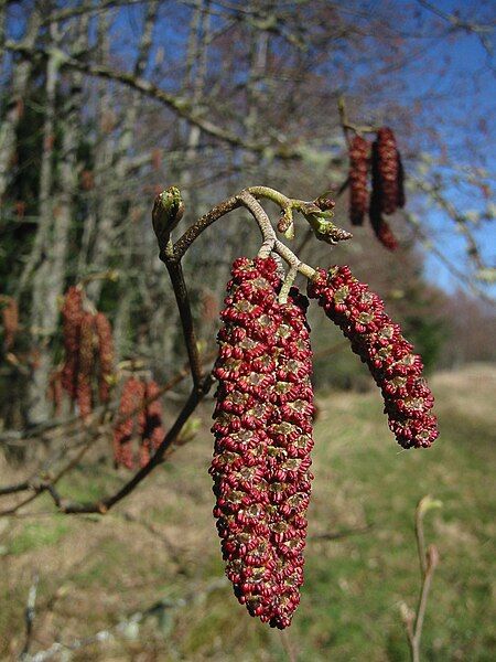 File:Alnus rubra 9819.JPG