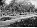 The approximate position where Lieutenant Colonel Charles Anderson led the bayonet charge against a Japanese roadblock on the Muar road.