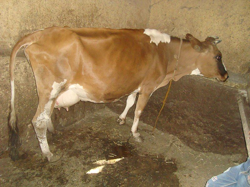 File:Arado x Holstein-Friesian.jpg