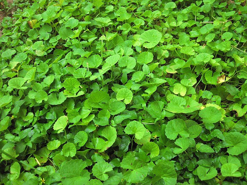 File:Asiatic Pennywort.jpg