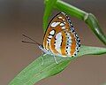 Common Sergeant ventral view