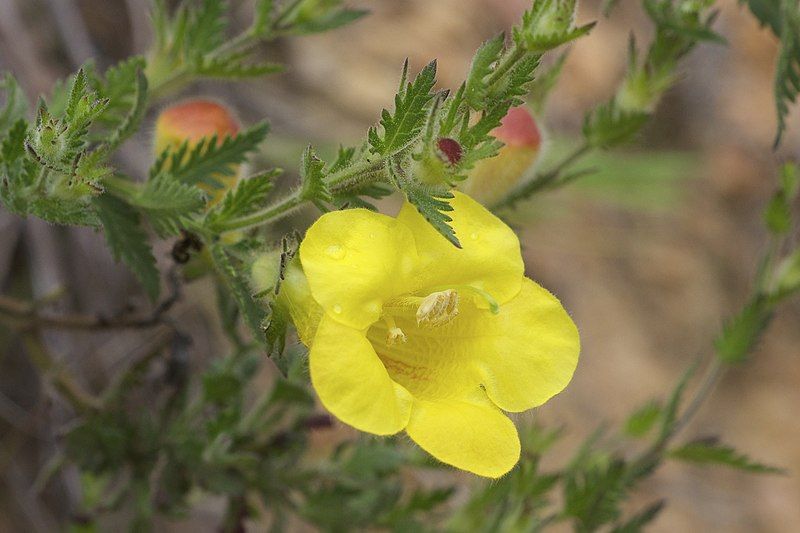 File:Aureolaria pectinata.jpg