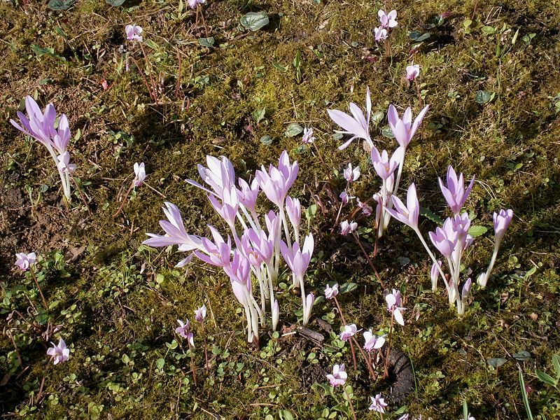 File:Autumn flowers 01.jpg