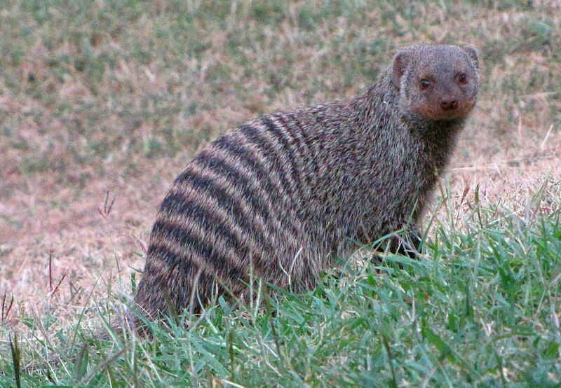 File:Banded Mongoose.jpg