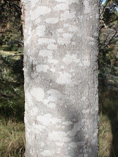 File:Banksia prionotes bark.jpg