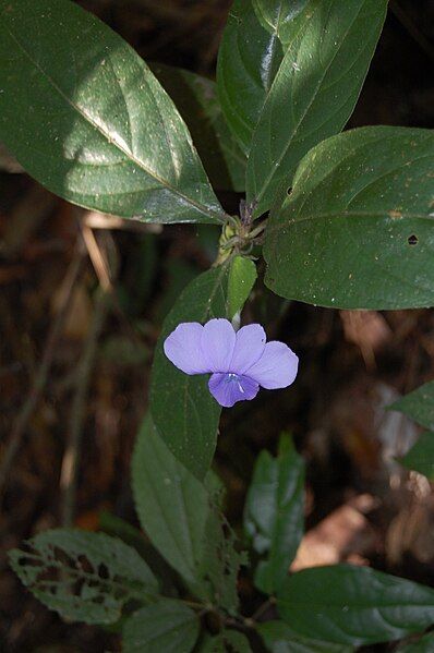 File:Barleria strigosa.JPG