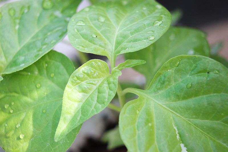 File:Bhut jolokia leaf.JPG