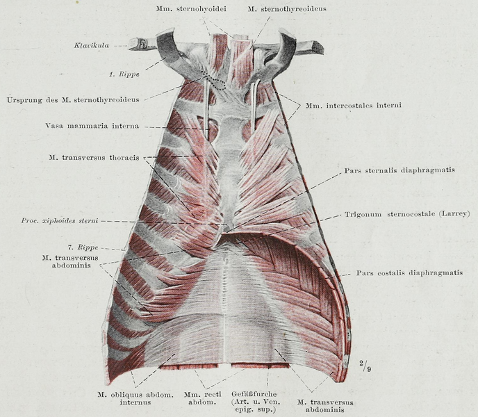 File:Braus 1921 94.png