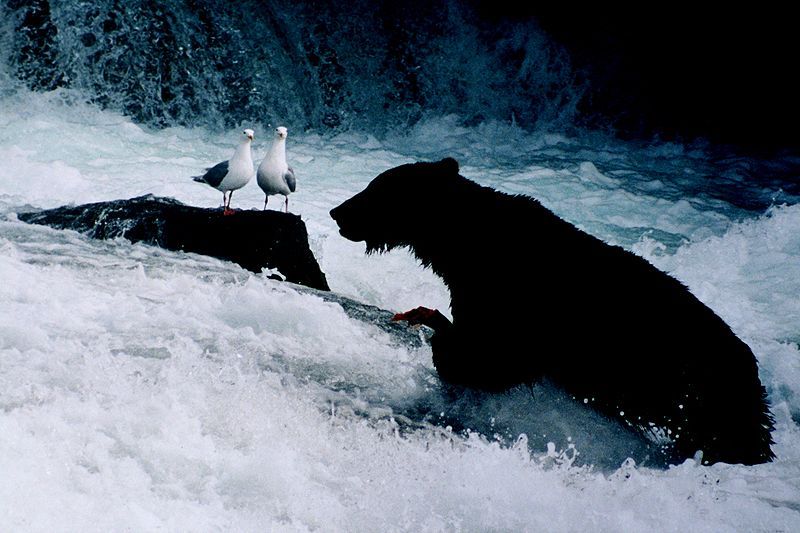 File:Brown bear seaguls.jpg