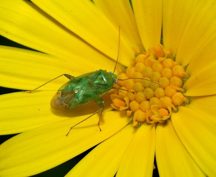 File:Bug January 2008-2.jpg