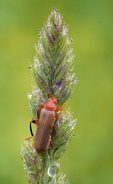 File:Bug on grass.jpg