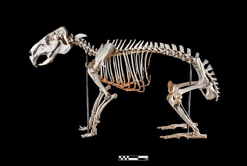 File:Capybara skeleton.jpg