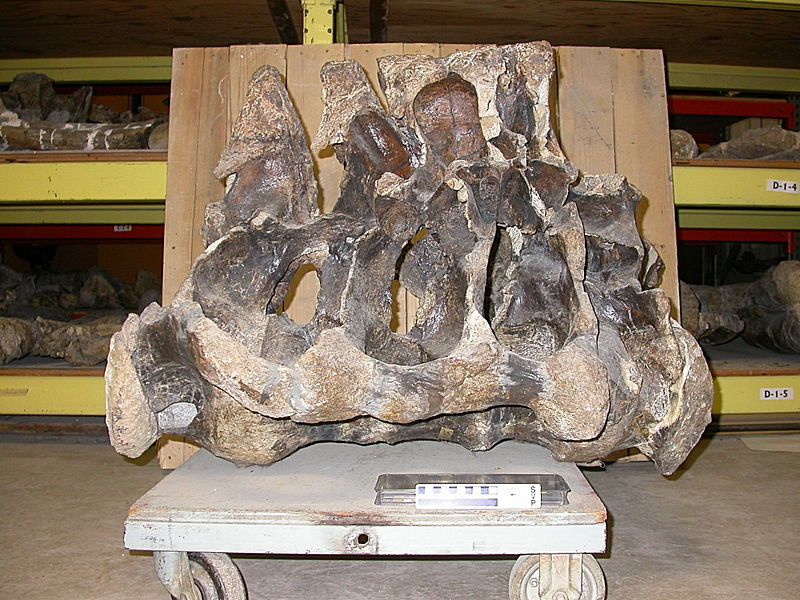 File:Cathetosaurus lewisi.jpg