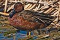 Cinnamon Teal, Anas cyanoptera