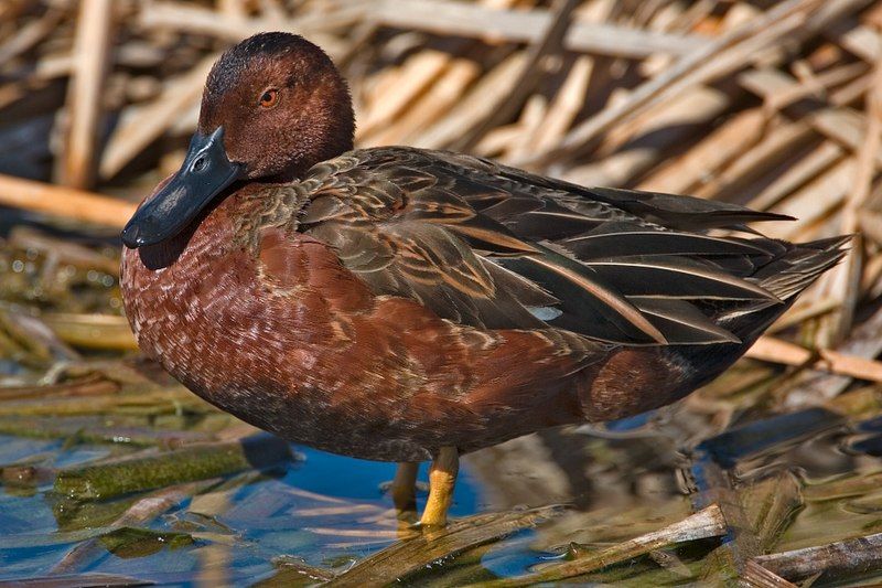 File:Cinnamon Teal.jpg