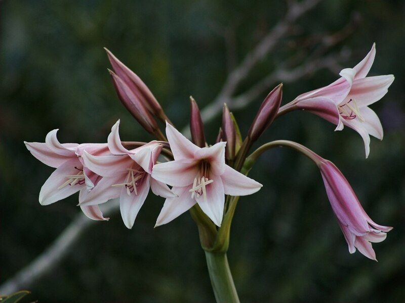 File:Crinum bulbispermum (6918198336).jpg