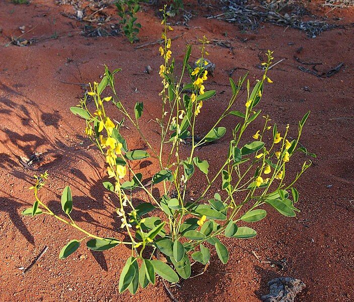 File:Crotalaria novae-hollandiae habit.jpg