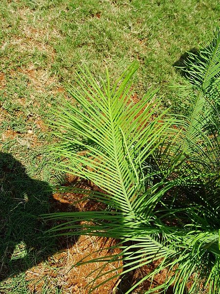 File:Cycas beddomei 01.jpg