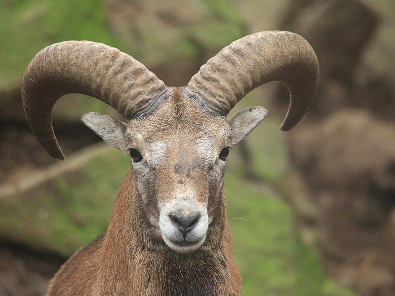 File:Cypriot Male Mouflon.jpg