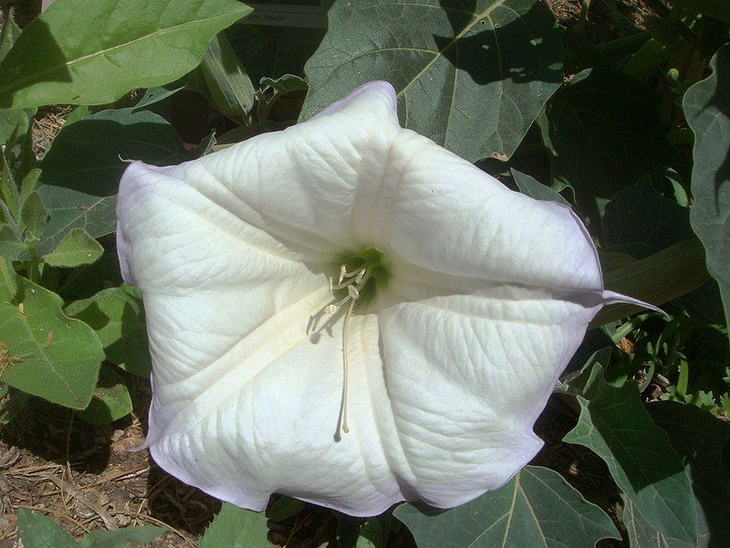 File:Datura-wrightii-20080330.JPG