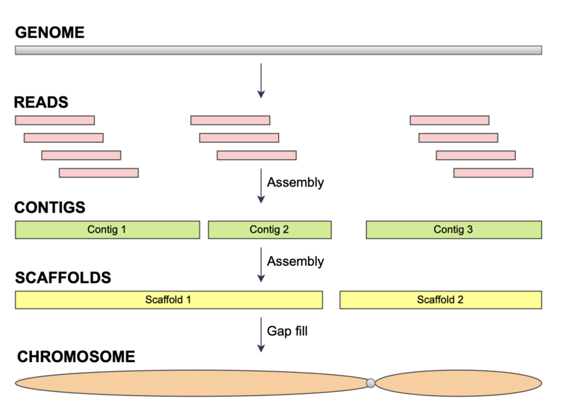 File:De novo assembly.png