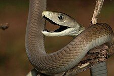 Black mamba (Dendroaspis polylepis)