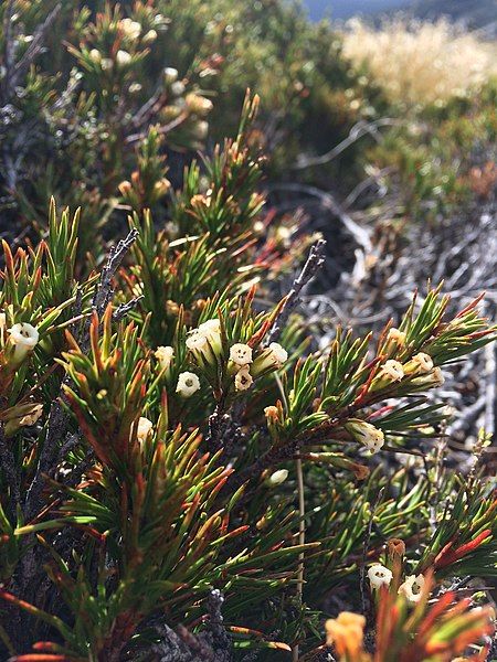 File:Dracophyllum rosmarinifolium.jpg