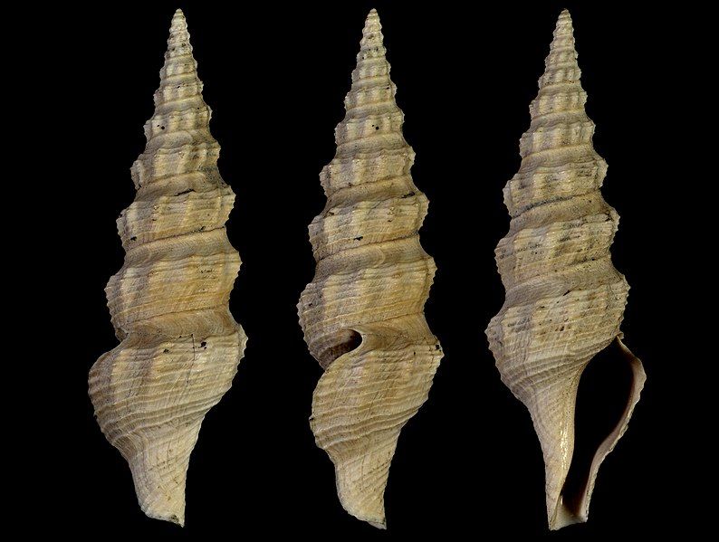 File:Drillia allionii 001.jpg