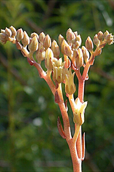 File:Dudleya setchellii (15390385109).jpg