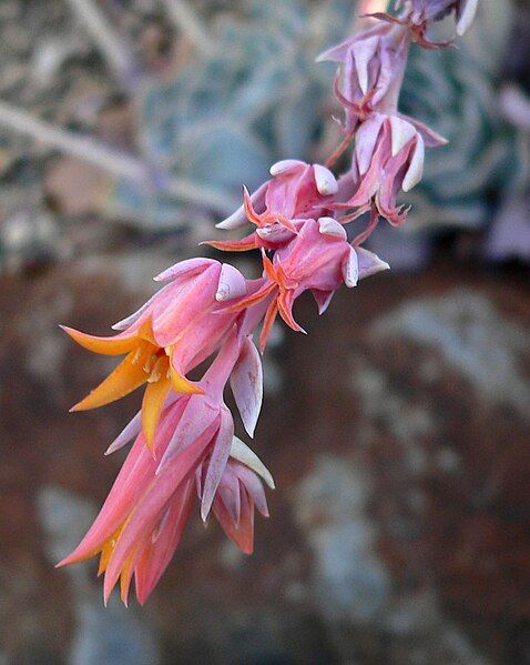 File:Echeveria runyonii 1.jpg