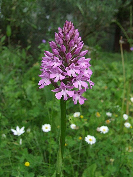 File:Etais Orchis pyramidal.JPG