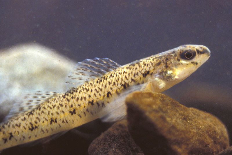 File:Etheostoma nigrum.jpg