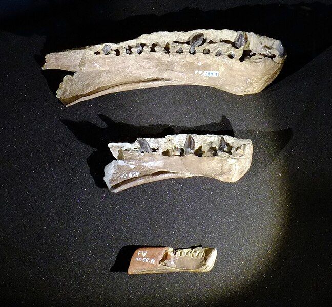 File:Europasaurus jaws.jpg