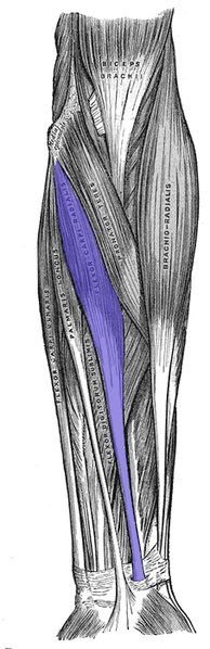 File:Flexor-carpi-radialis.png