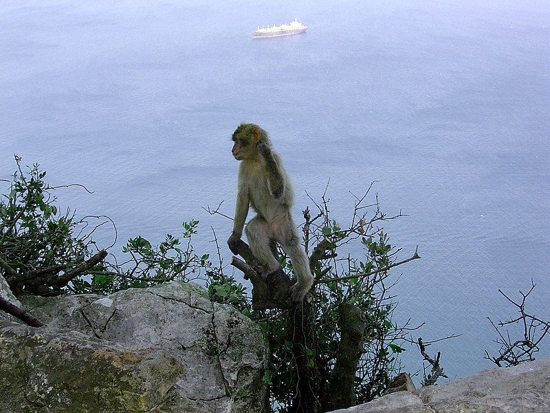 File:Gibraltar affe.jpg