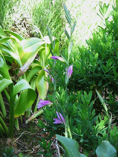 File:Gladiolus italicus opening01.jpg