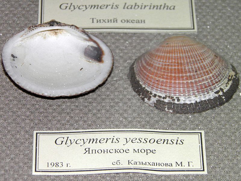 File:Glycymeris yessoensis.jpg