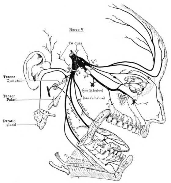 File:Grant 1962 654.png