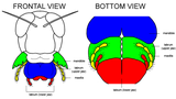 Request: Redraw as SVG Taken by: Westeros91 New file: Grasshopper mouth anatomy.svg