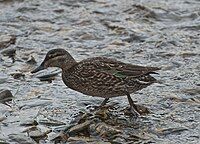 Green-winged_Teal_(8028160855)