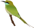 Green Bee-eater