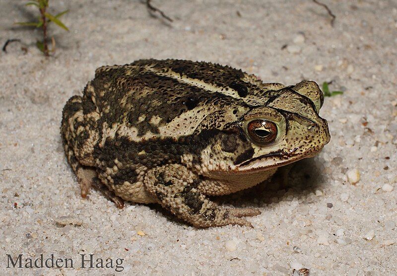 File:Gulf coast toad.jpg