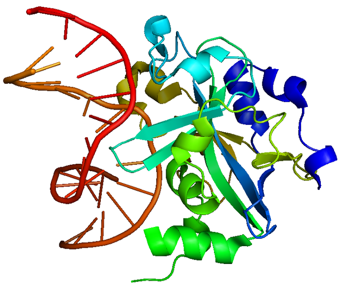 File:HAAG DNA repair.png