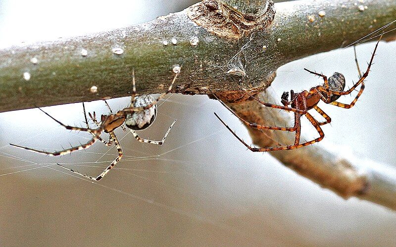 File:Hammock Spiders (Pityohyphantes).jpg