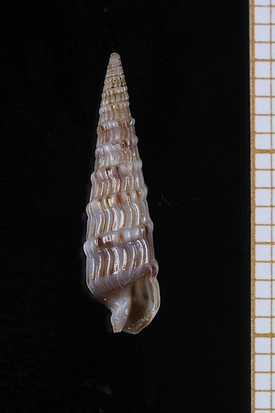 File:Hastulopsis castigata (MNHN-IM-2013-73356).jpeg